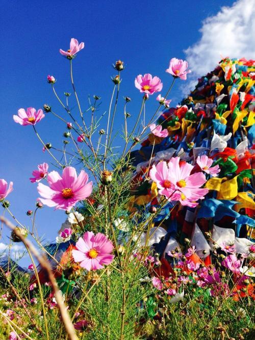 西藏格桑花的传说 藏族格桑花 艾帝网 西藏格桑花的传说 藏族格桑花 艾帝网