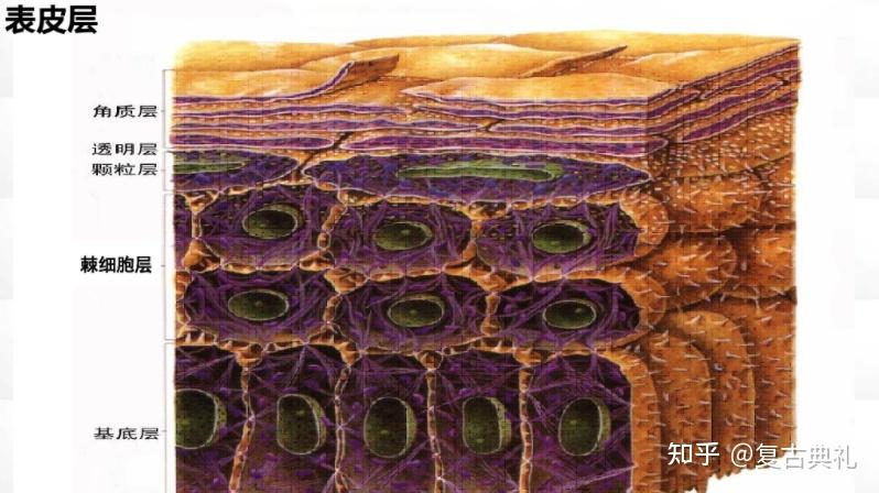 肌肤表皮结构与概括 - 知乎