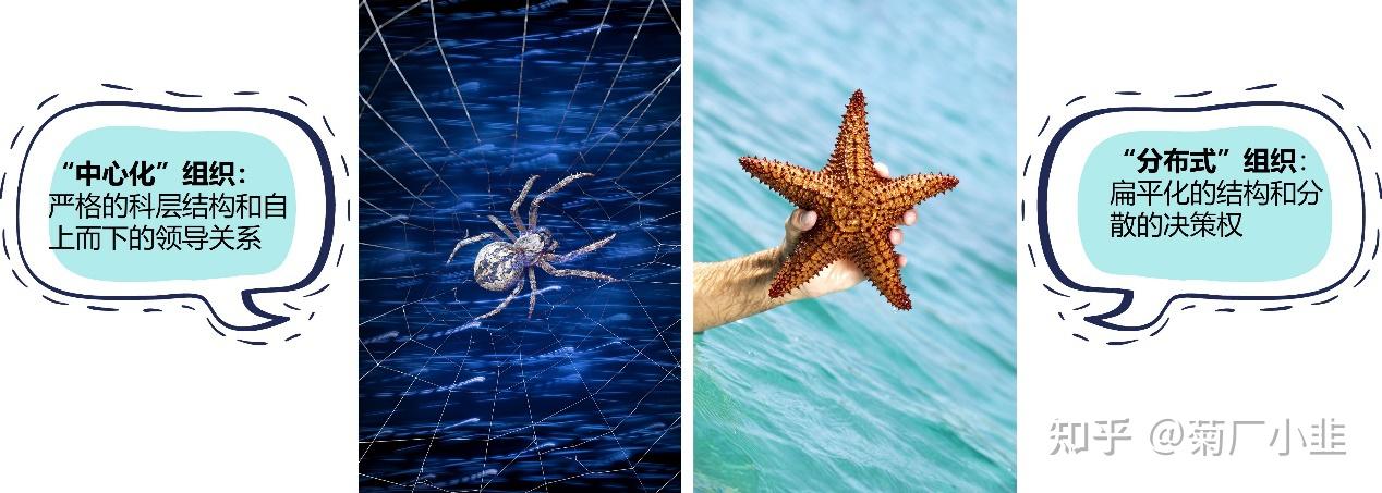 01  蜘蛛 vs 海星