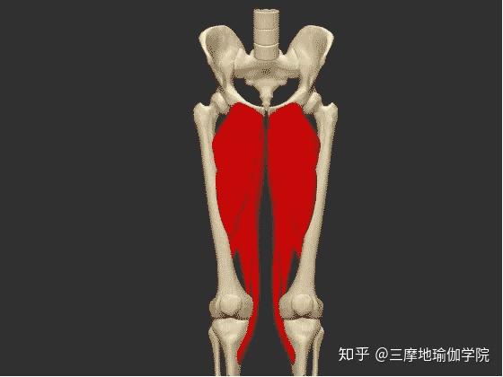 股薄肌:主司髋关节内收,膝关节屈曲和屈膝内旋耻骨肌:主司髋关节内收