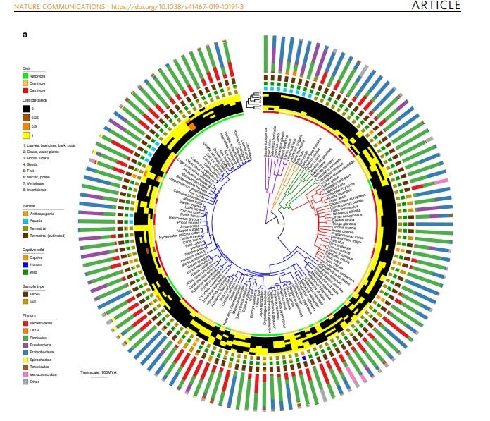 r语言跟着Nature Communications学绘图—tree+分支颜色调整+分组注释+热图注释+柱状堆积图注释!!! - 知乎
