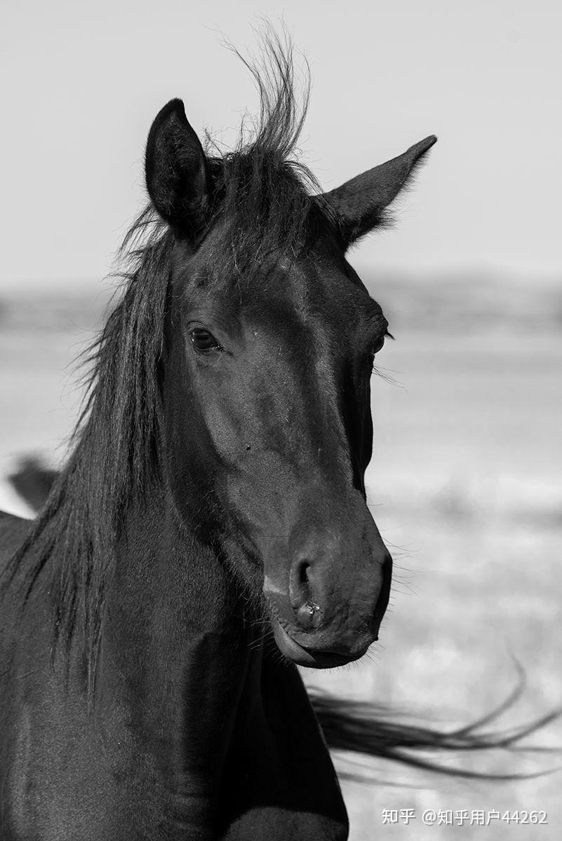 大黑马是我大舅养的第一匹马,非常喜爱,陪伴大舅在草原上度过了欢腾的