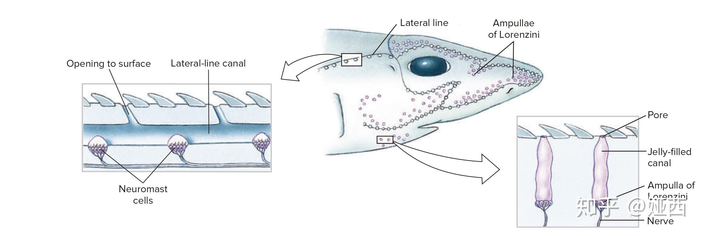 七鳃鳗的生殖系统图片