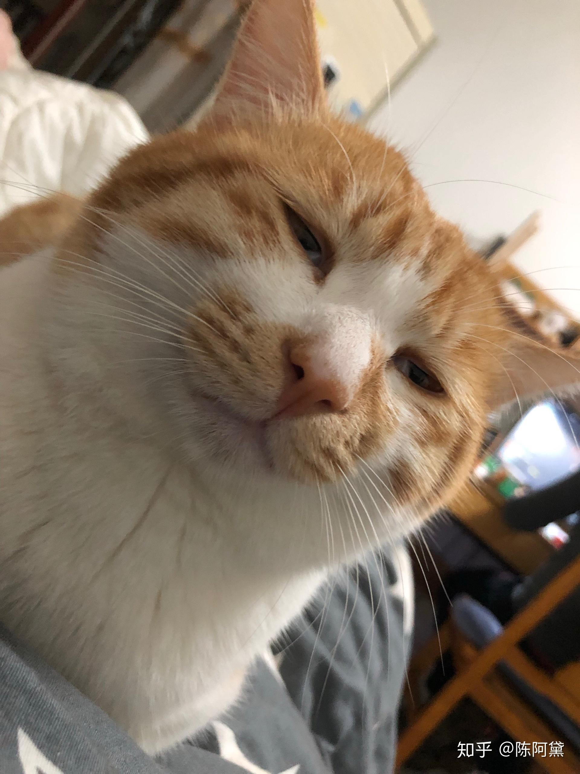 养橘猫不胖是种什么体验？ - 知乎