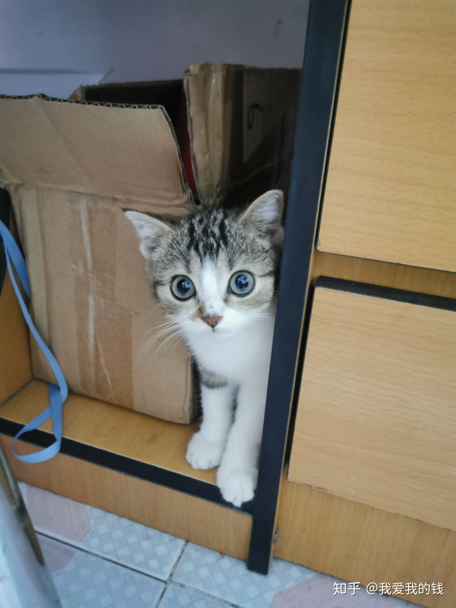 棕虎斑是狸花猫吗