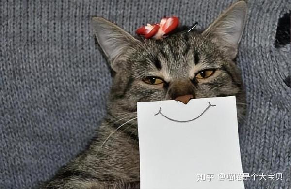 这四种“蠢猫”，一个比一个傻，你家主子入围了吗？ - 知乎