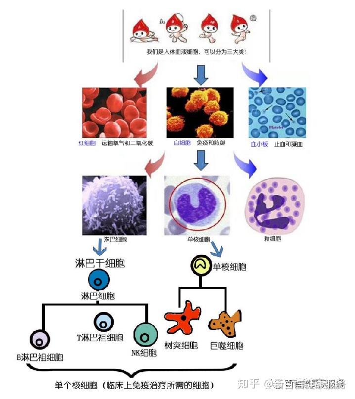 新百信科普细胞治疗为什么将会成为医疗领域的主流