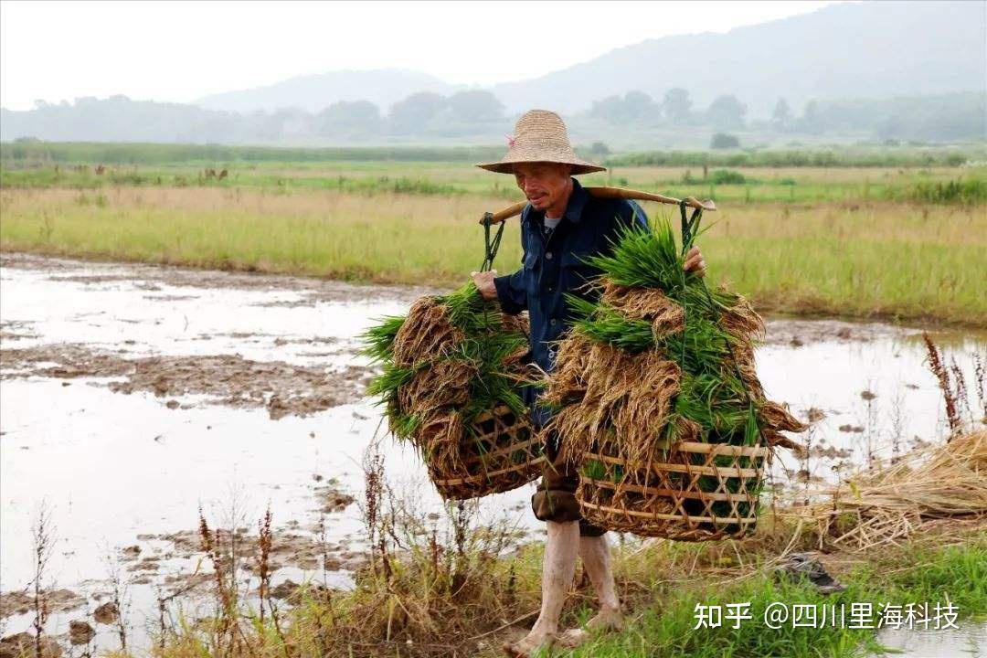 种地不如扫大街？我国农民种地为什么不赚钱？ 知乎