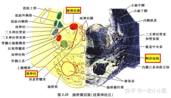 核上性眼肌麻痹