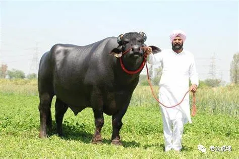 老公说球nba芝加哥公牛vs明尼苏达森林狼