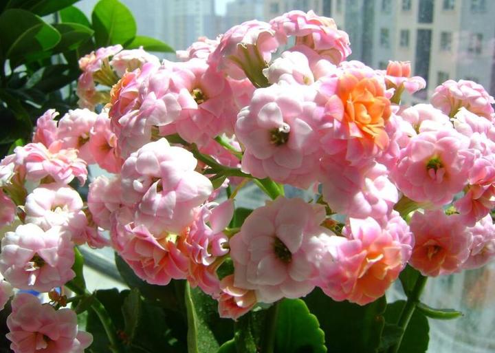 为啥养了一年的长寿花,就是不开花?急死我了! - 知乎