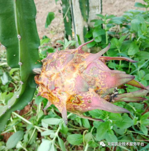 火龙果花果期这些病虫害要注意