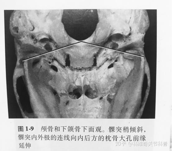 颞下颌关节紊乱之咀嚼系统的功能解剖骨骼
