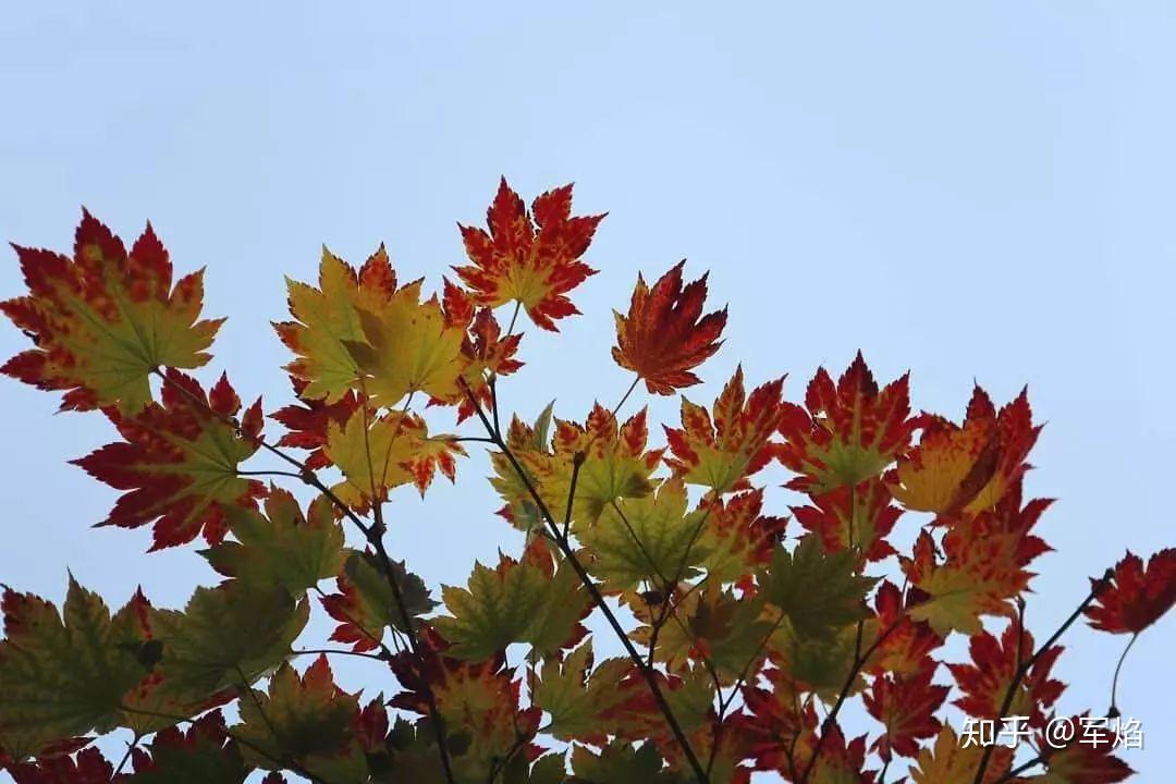 耐寒枫树的首选紫花槭花园植物
