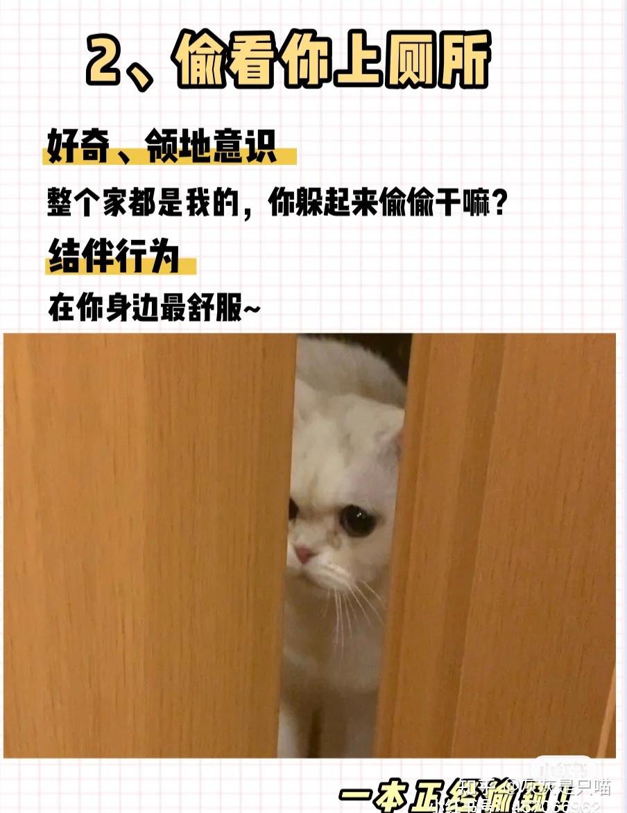 猫咪的8种迷惑行为