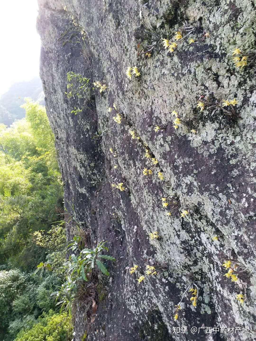 广西十万大山深处的野生铁皮石斛物稀价合适