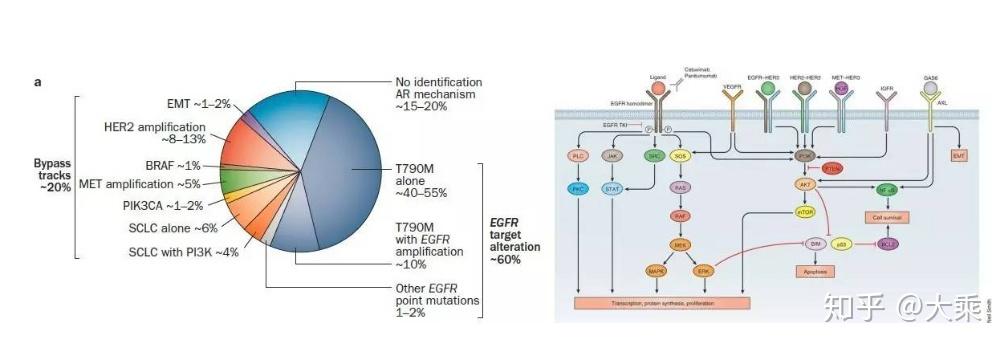 egfr/pik3ca双突变的ib分期肺腺癌的术后辅助治疗策略 - 知乎