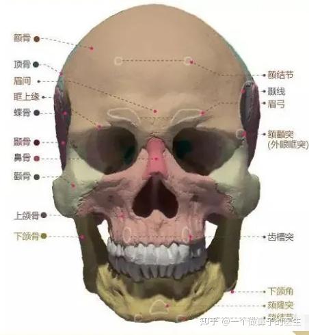鼻梁骨骨骼图片