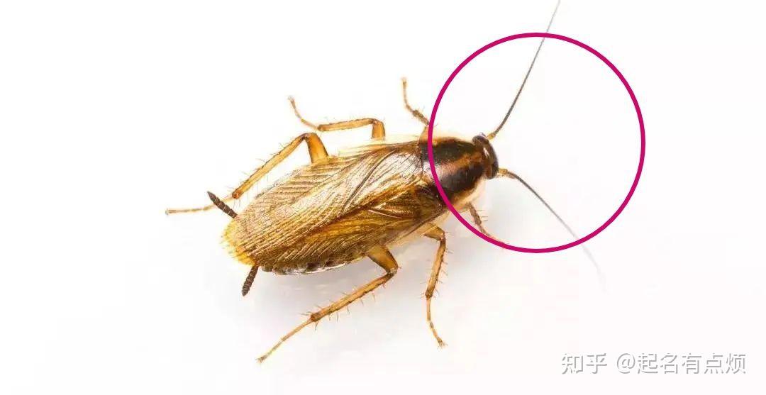 今天打扫厨房忽然出现很多这种虫子请问大神虫子是啥