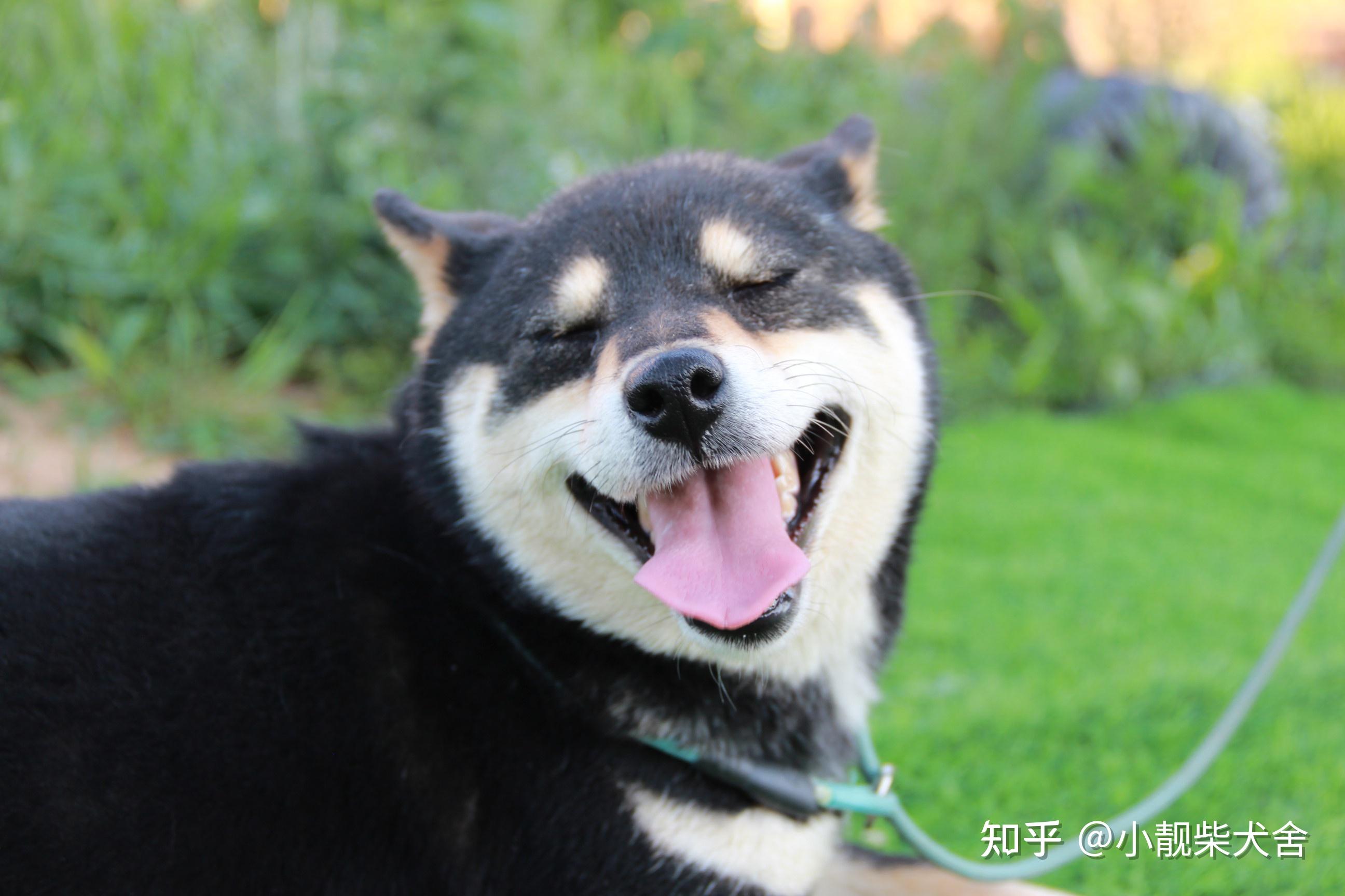 柴犬多少钱一只各地区柴犬价格分析