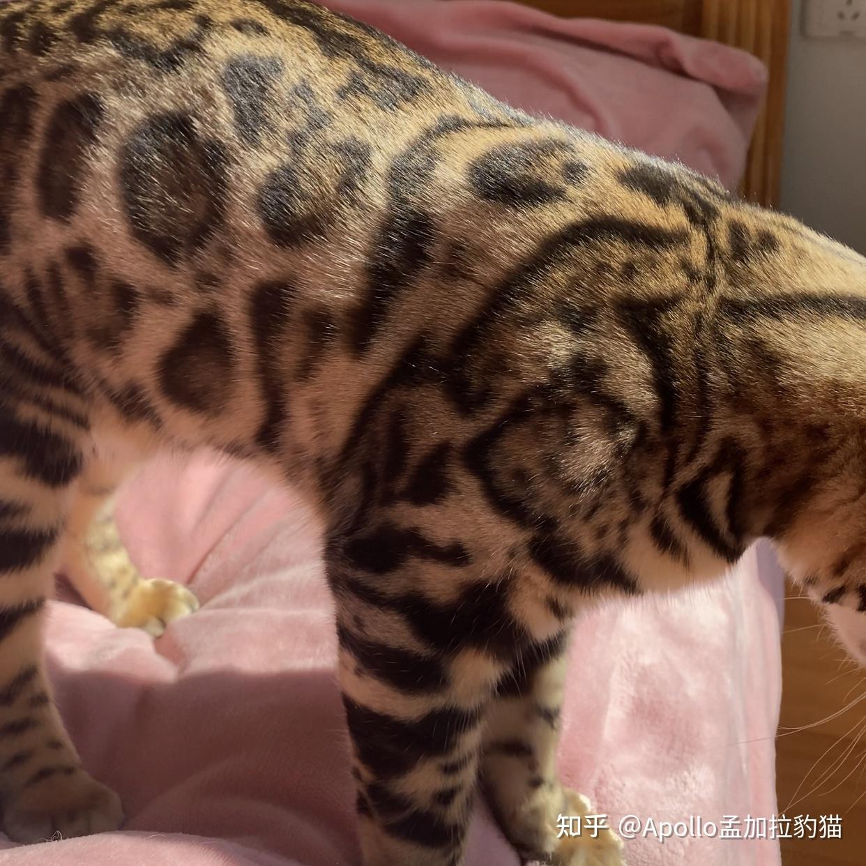 赛级孟加拉豹猫金豹找新家