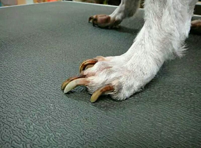 给狗狗剪指甲出血真的是美容师技术有问题吗