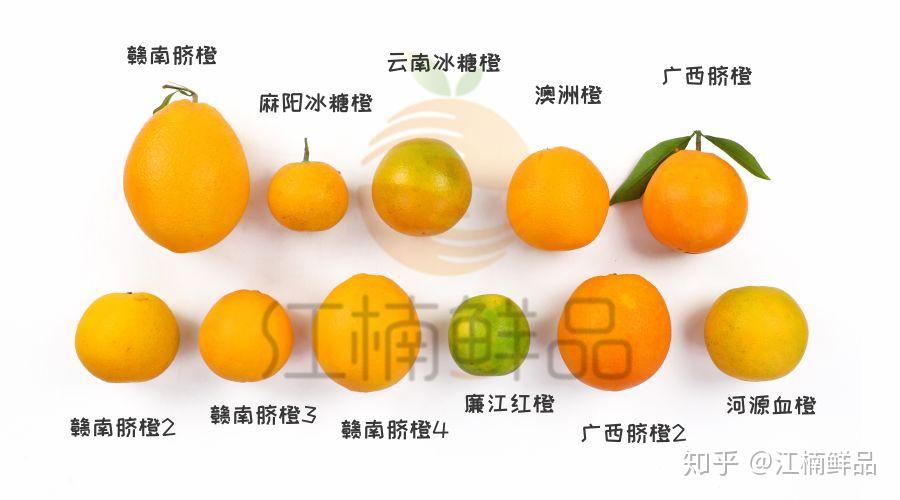 江楠鲜品实验室11种爆款橙子测评发布店铺陈列必备竟然是它
