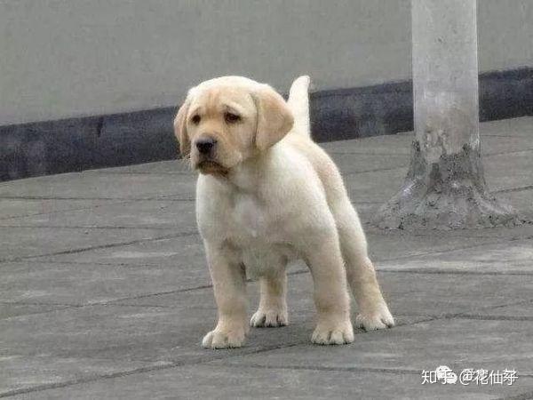 小型犬智商高的品种 v2-ffe4f4f8a11dd463b29482d39da1284e_r.jpg