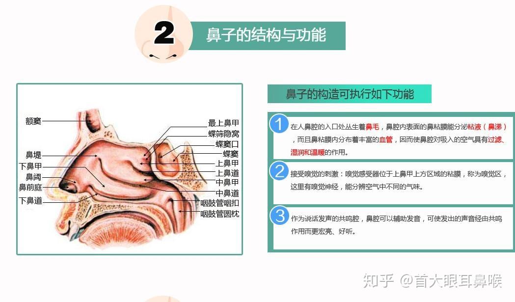 上鼻甲 zhuanlan.zhihu.com