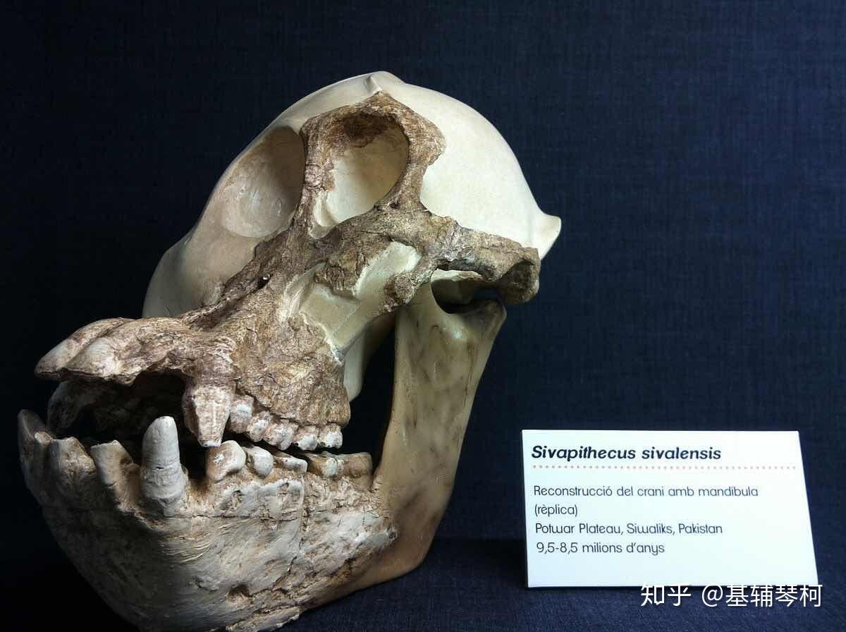 古长颈鹿古麟属(属名:palaeotragus),又名古鹿兽或古长颈鹿,是非常