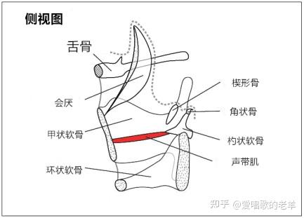 真声带是配对结构,附着在前面的甲状软骨和后面的杓状软骨