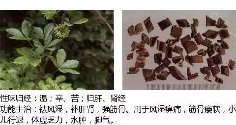 500余种中草药图  第134张