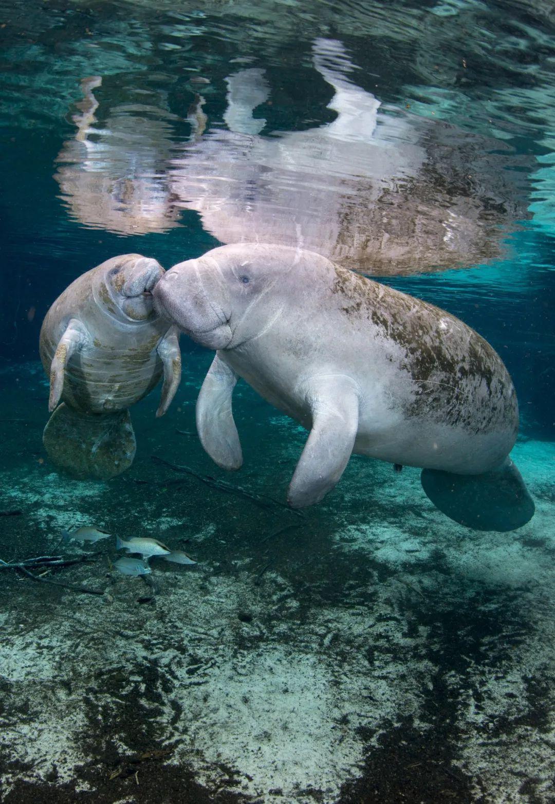 在世界海洋日,随lp一起潜入这个星球的奇幻海底,邂逅最梦幻的海洋生物