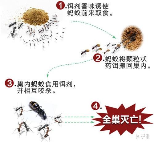 如何去除家中的小红蚂蚁？